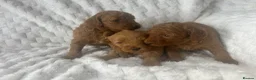 Labradoodle dogs for sale: Ready F1b labradoodle curl red health test parent  - Advert 12