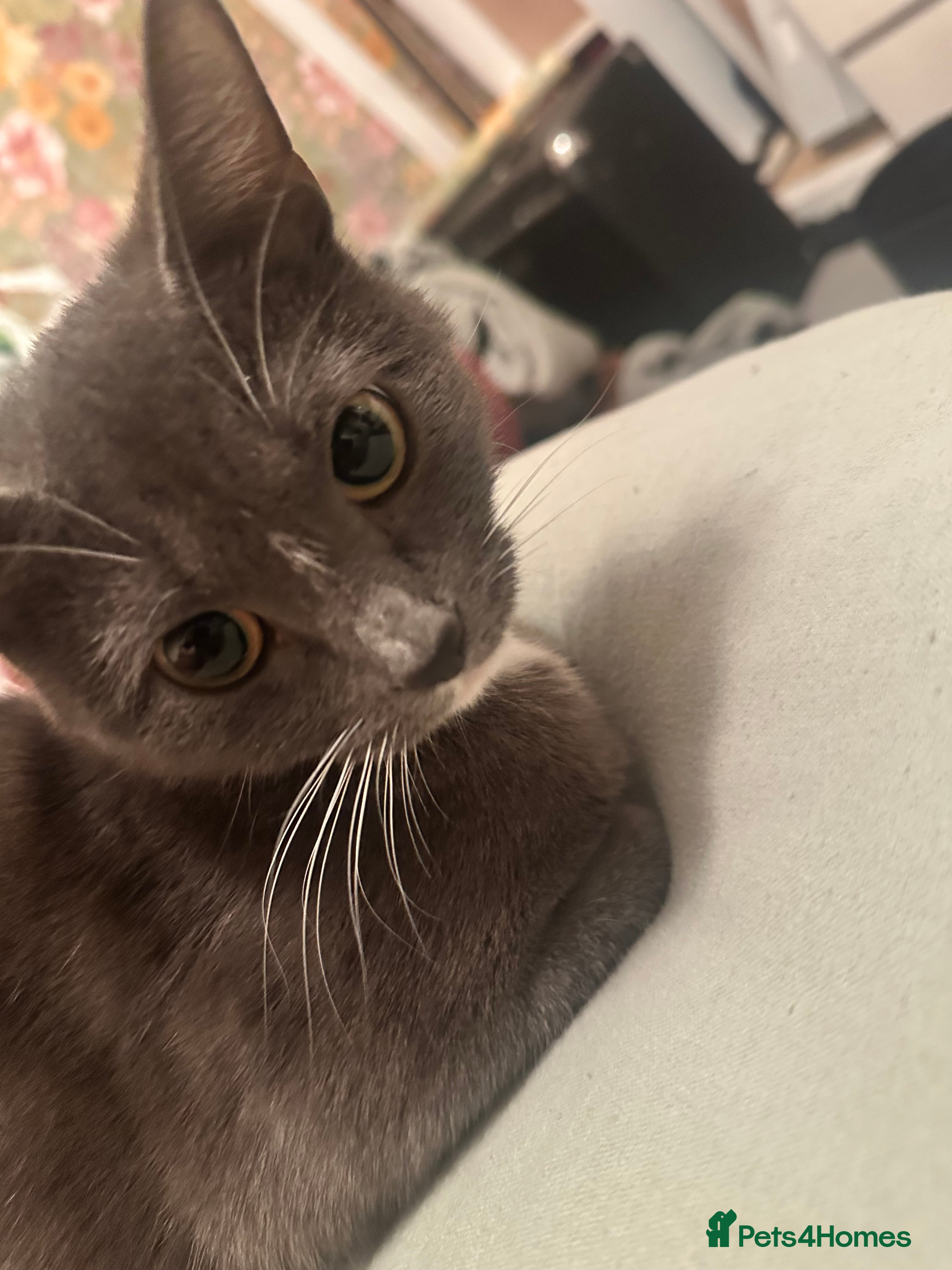 Mixed Breed cats Bella 2 years old  - Advert 1