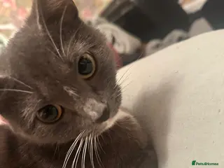 Mixed Breed cats Bella 2 years old - Advert 1