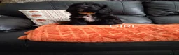 Cockapoo dogs for sale: F1 Cockerpoo Puppies - Advert 5