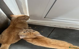 British Shorthair cats for sale: Two adorable cats - mother and son  - Image 1