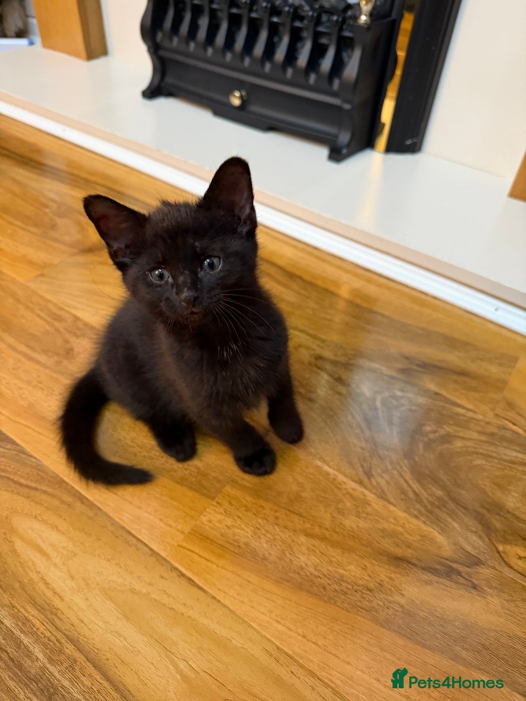 Mixed Breed cats for sale: 2 Tabby boy  - Image 6