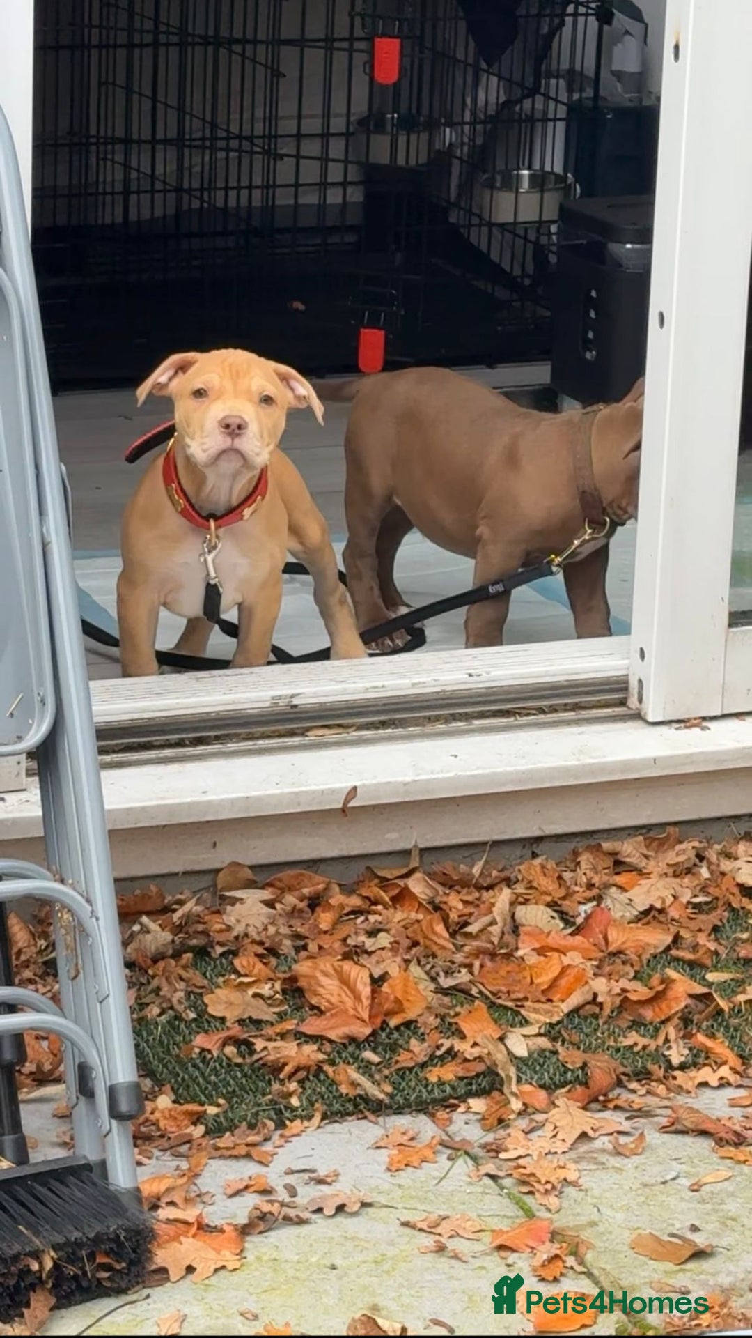 American Bulldog dogs for adoption: Soppy King is ready for his forever home!  - Advert 5
