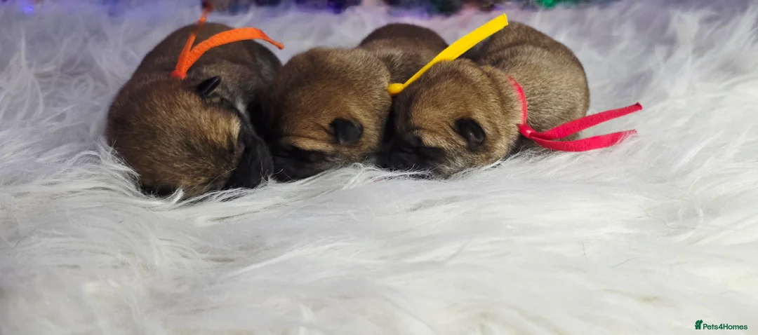 Japanese Shiba Inu dogs for sale: Outstanding Japanese Shiba Inu - Advert 9