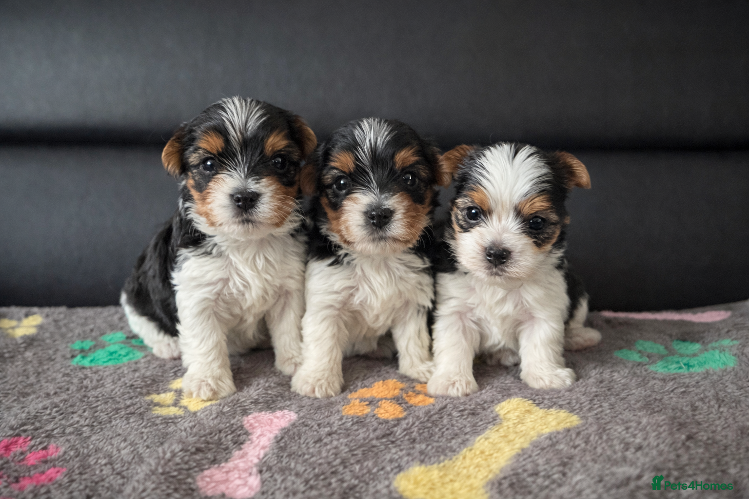 Biewer Terrier dogs Adorable pure breed Yorkshire Biewer Terriers in Pershore - Advert 1