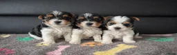 Biewer Terrier dogs for sale: Adorable pure breed Yorkshire Biewer Terriers in Pershore - Advert 1