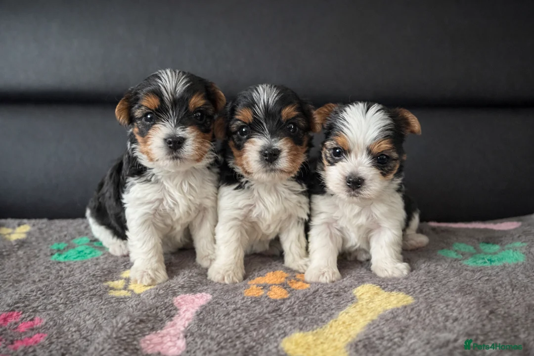 Biewer Terrier dogs for sale: Adorable pure breed Yorkshire Biewer Terriers in Pershore - Advert 1