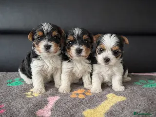 Biewer Terrier dogs Adorable pure breed Yorkshire Biewer Terriers in Pershore - Advert 1