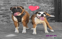 Boxer dogs for sale: Boxer puppies kennel club reg 5 star licence  - Image 28