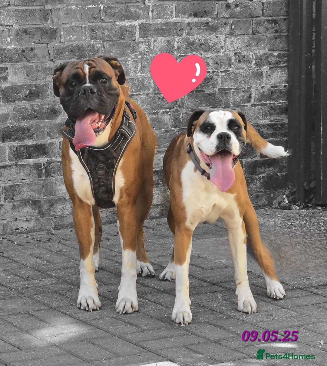 Boxer dogs for sale: Boxer puppies kennel club reg 5 star licence  - Image 28