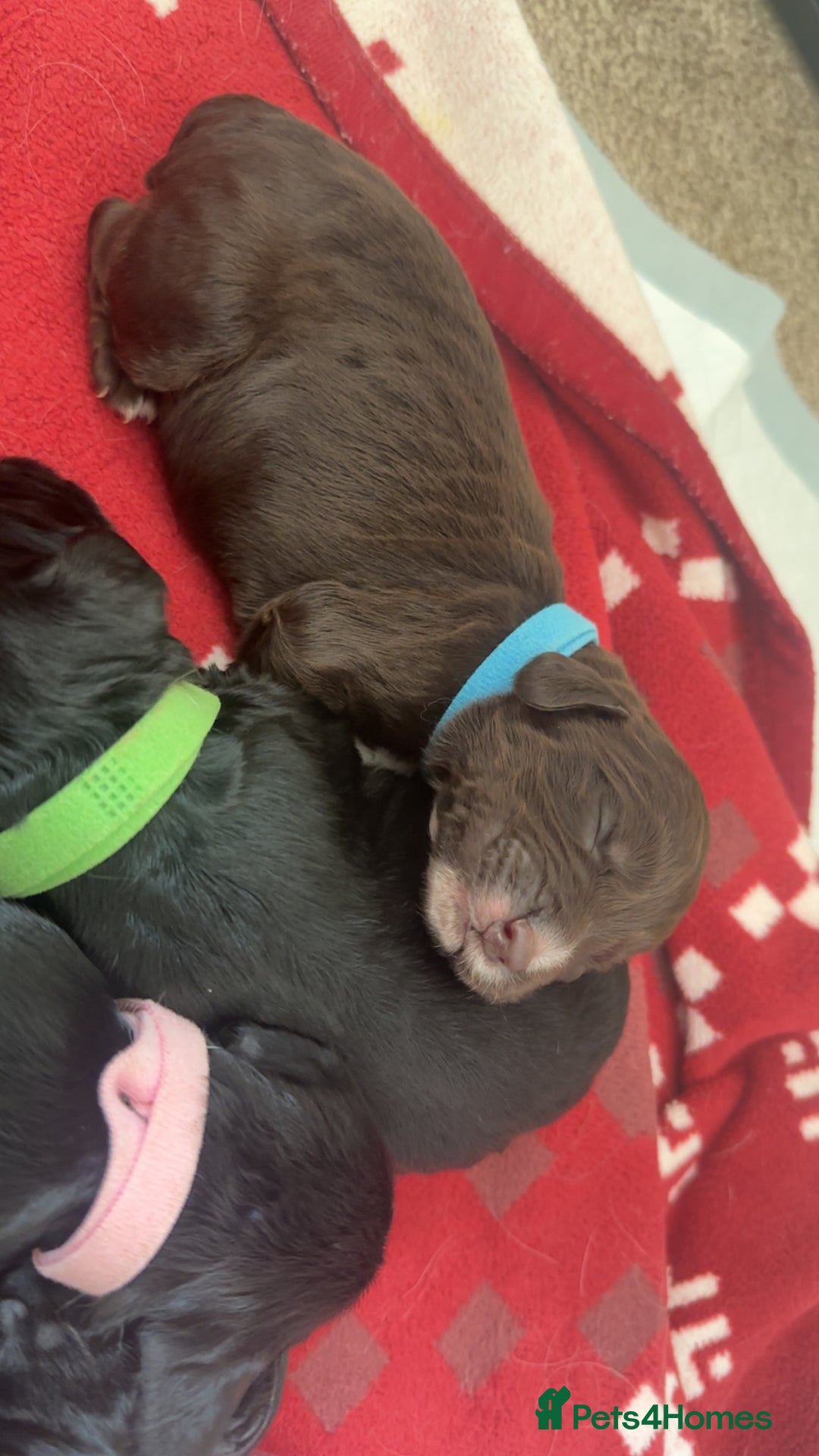 Cocker Spaniel dogs for sale: English Cocker spaniel puppies  - Image 3