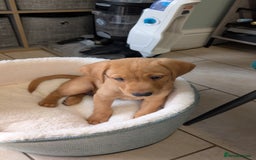 Labrador Retriever dogs for sale: Red Male Labrador Puppy - Image 5