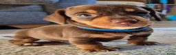 Miniature Dachshund dogs for sale: 4 stunning miniature dachshund pups - Advert 21