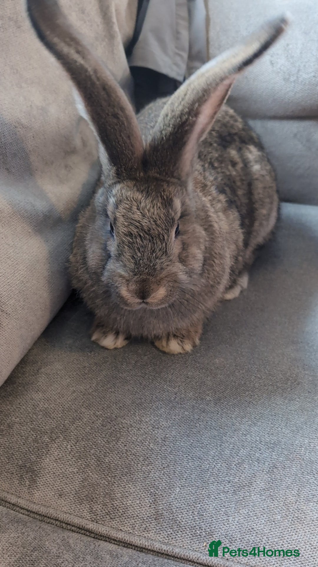 Flemish rabbits for sale: Giant flemish rabbit free to good home  - Image 3