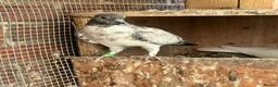 Pigeons birds for sale: Fancy Pigeons Looking for New Homes - Advert 4