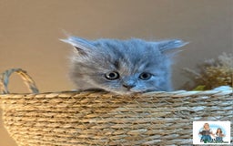 British Shorthair cats for sale: 3 British short hair / long hair kittens  - Image 10