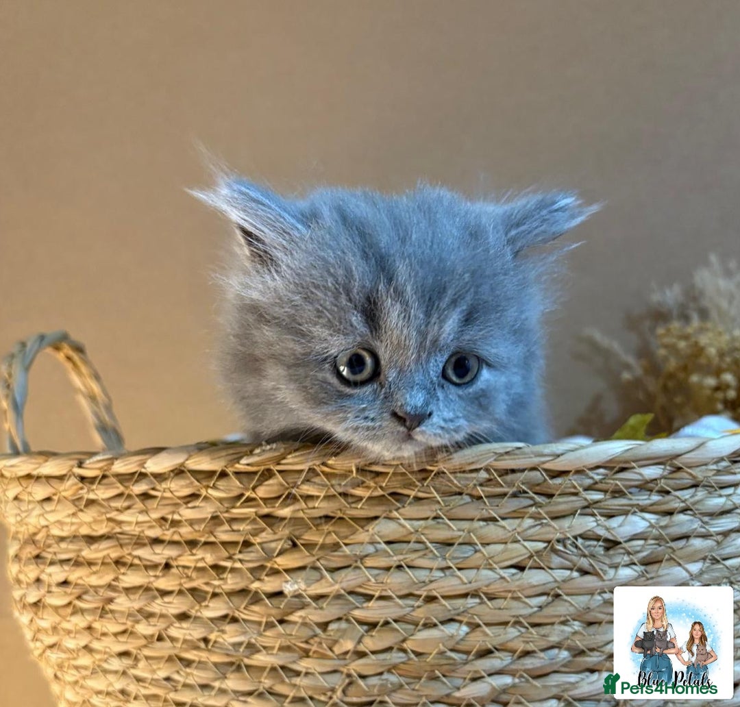 British Shorthair cats for sale: 3 British short hair / long hair kittens  - Image 10