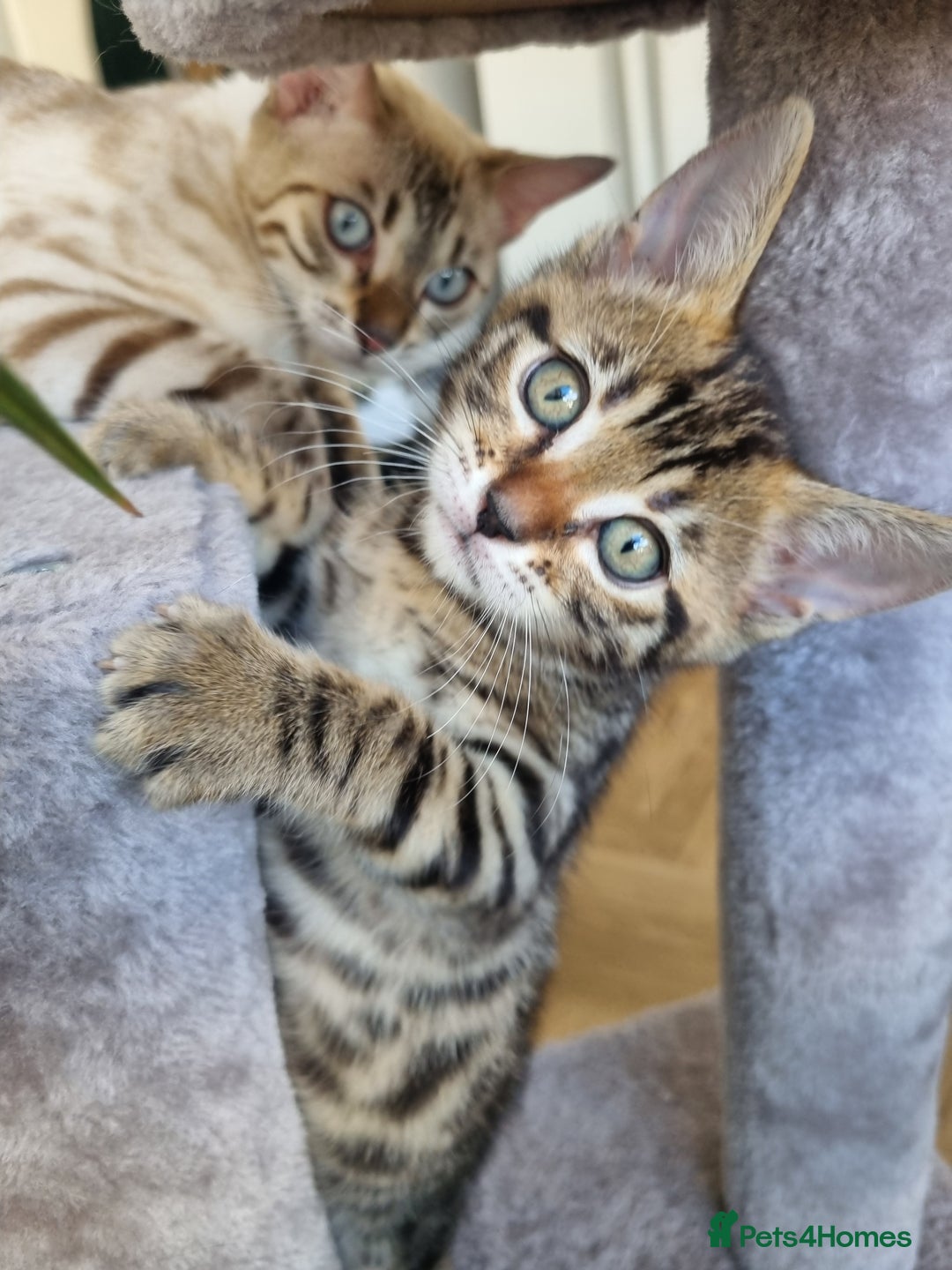 Bengal cats for sale: Last Glitter Brown Bengal - Image 8