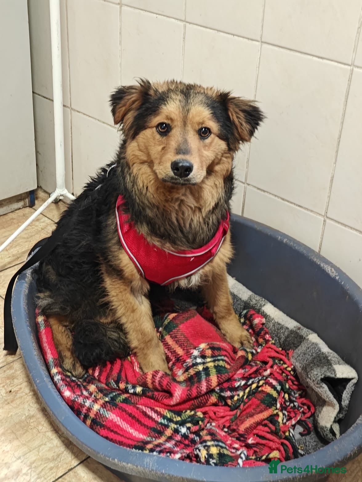 Mixed Breed dogs 💙🐶 MIKEY – HE COMES… AND WAITS TO BE NOTICED - Advert 13