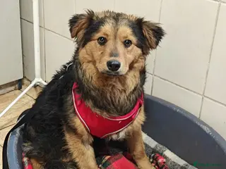 Mixed Breed dogs 💙🐶 MIKEY – HE COMES… AND WAITS TO BE NOTICED - Advert 16