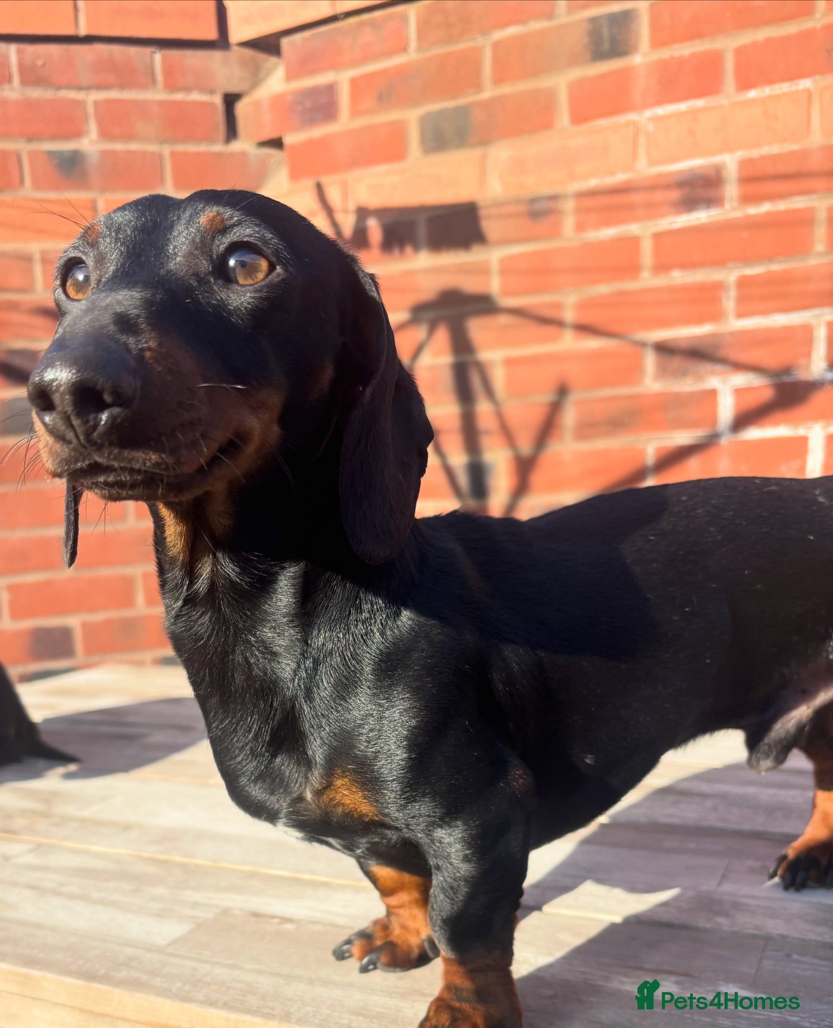 Miniature Dachshund dogs Squirty Bertie Stud Dog  - Advert 3