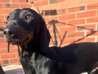 Miniature Dachshund dogs Squirty Bertie Stud Dog - Advert 5