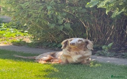 Miniature Dachshund dogs for sale: Isabella & tan long haired dapple - Image 6
