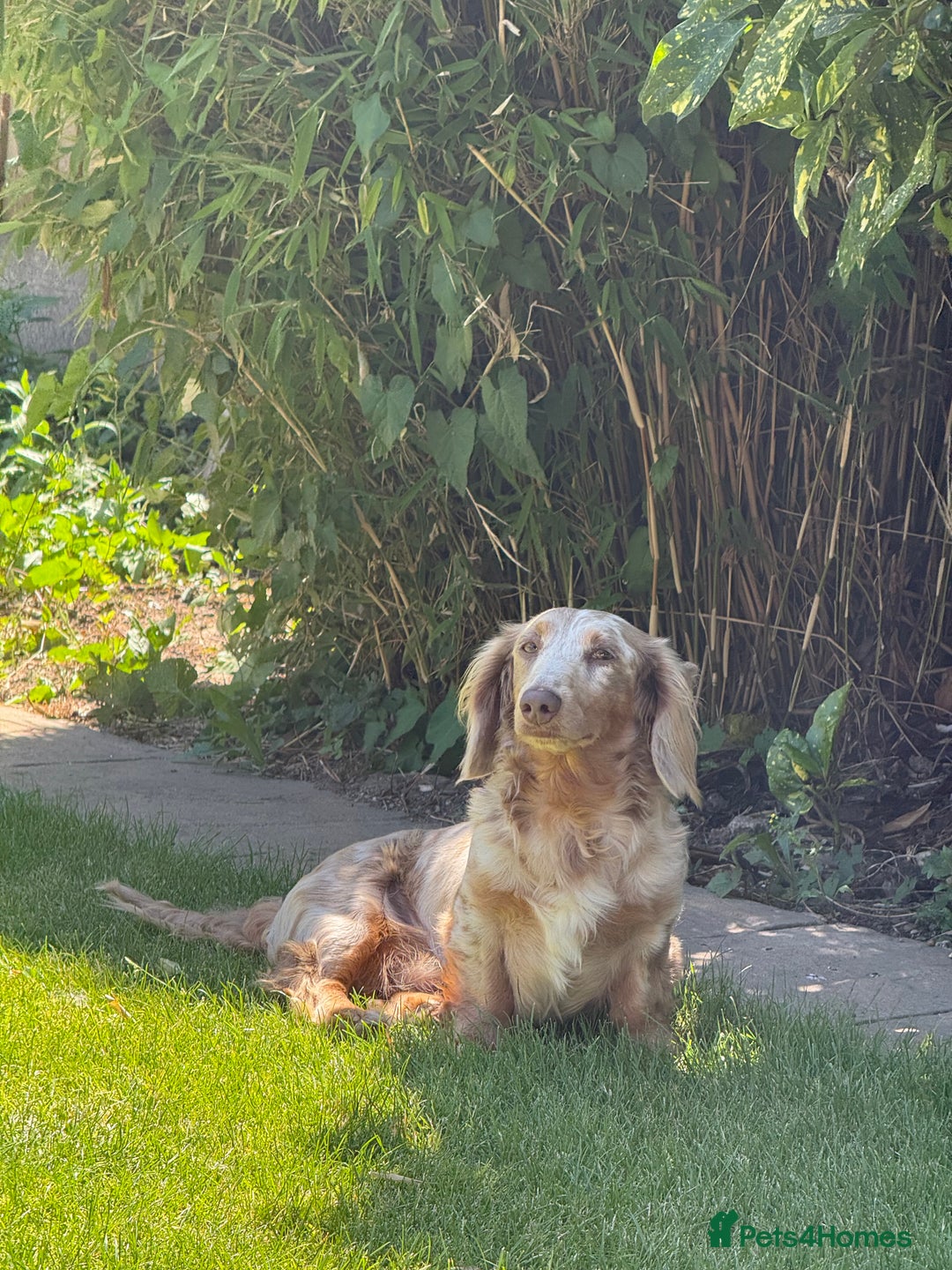 Miniature Dachshund dogs for sale: Isabella & tan long haired dapple - Image 6