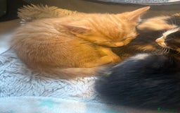 Mixed Breed cats for sale: Ginger stripped Male kitten  - Image 7