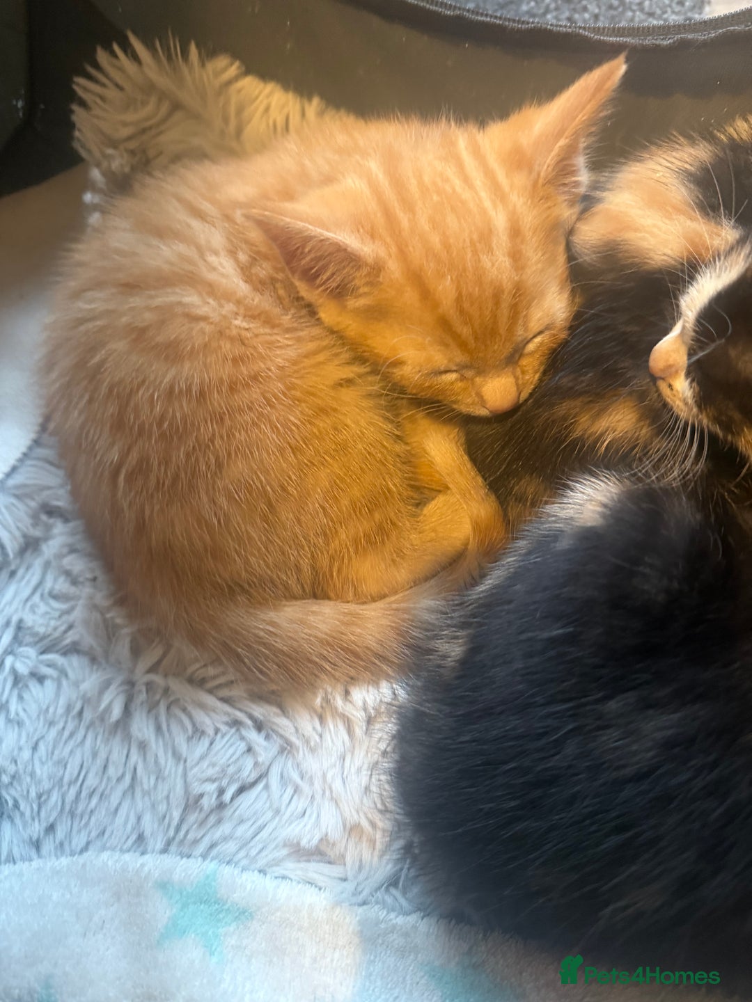 Mixed Breed cats for sale: Ginger stripped Male kitten  - Image 7