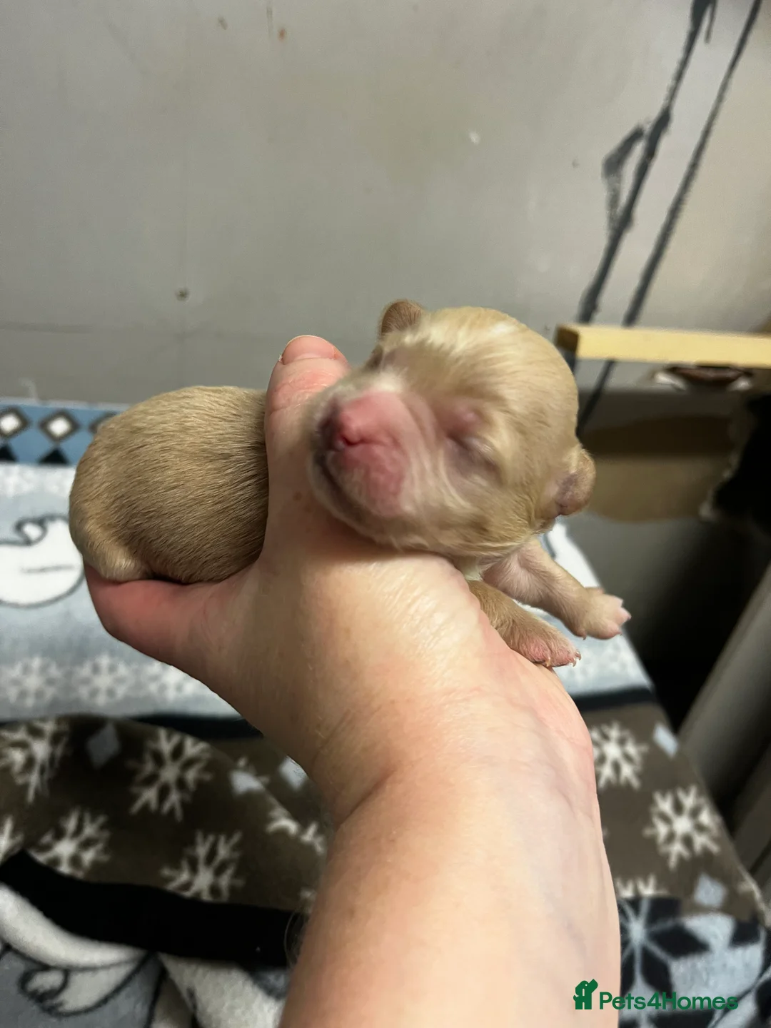 Maltipoo dogs for sale: Gorgeous Maltipoo  - Advert 4