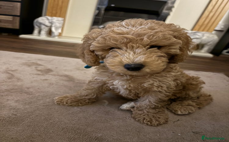 Cockapoo dogs - Advert 12