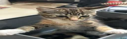 Bengal cats for sale: 3 bengal x British short hair kittens  - Advert 2