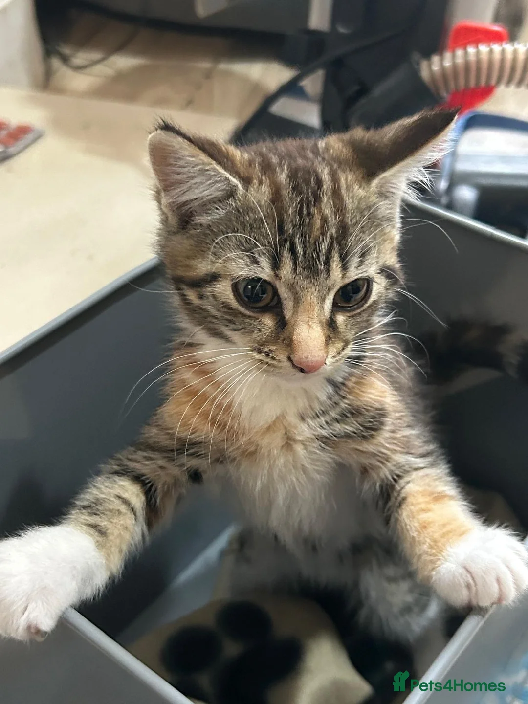 Bengal cats for sale: 3 bengal x British short hair kittens  - Advert 2