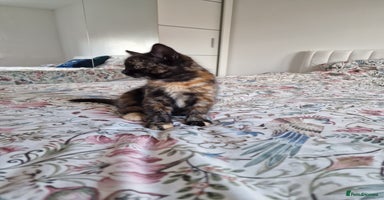 Domestic Shorthair cats - Advert 4