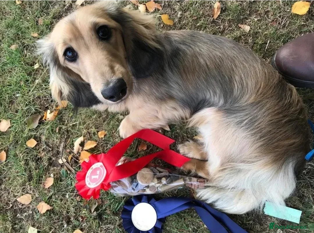 Miniature Dachshund dogs for sale: Kc Registered Miniature Dachshunds at Westfena  - Advert 10