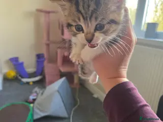 Mixed Breed cats Female tabby kitten - Advert 6