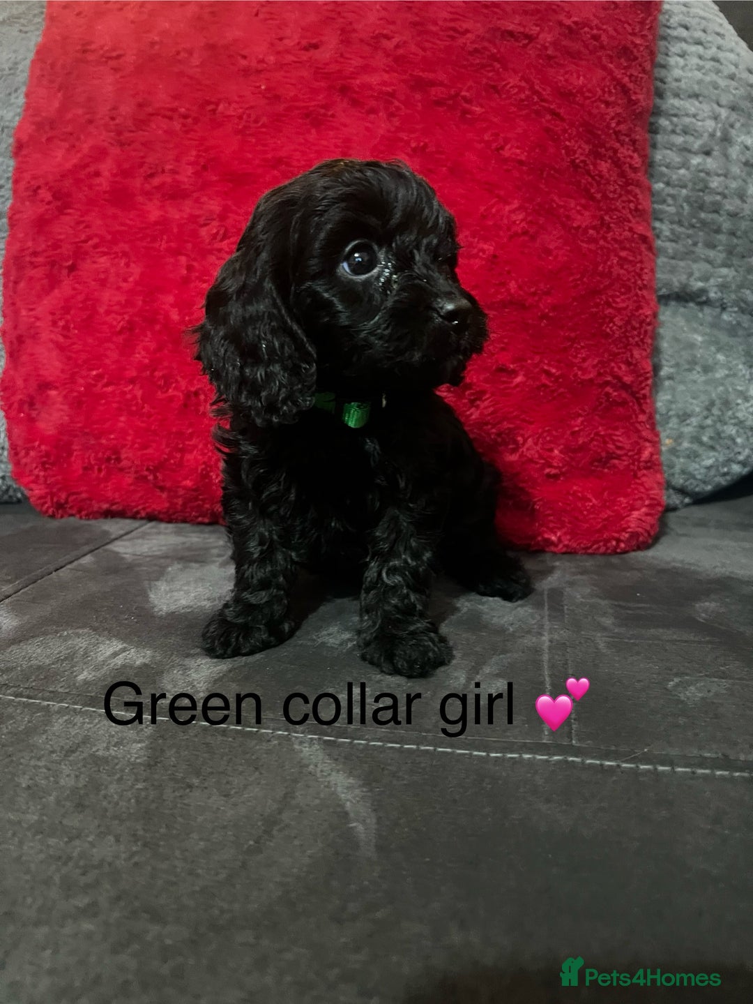 Cavapoo dogs for sale: Cavapoos ready 23rd December 🥰🥰 - Advert 10