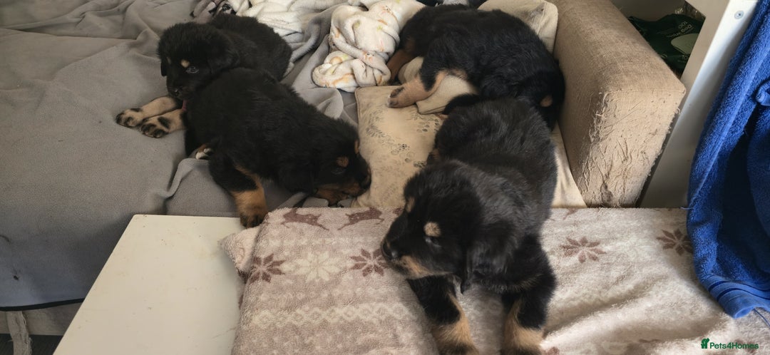 Tibetan Mastiff dogs for sale: Tibetan mastiff puppies  - Advert 9