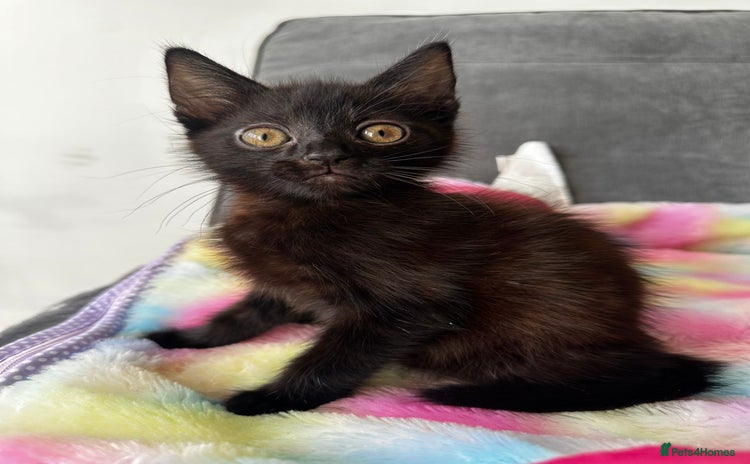 Mixed Breed cats - Advert 2