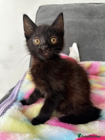 Mixed Breed cats - Advert 2