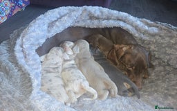 Dachshund dogs for sale: Beautiful Dachshund Puppies - Image 7