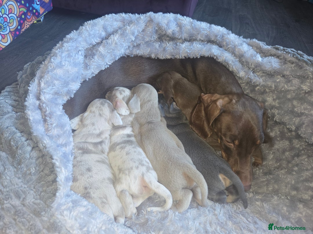 Dachshund dogs for sale: Beautiful Dachshund Puppies - Image 7