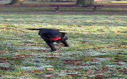 Labrador Retriever dogs for sale: Male Labrador  - Image 5