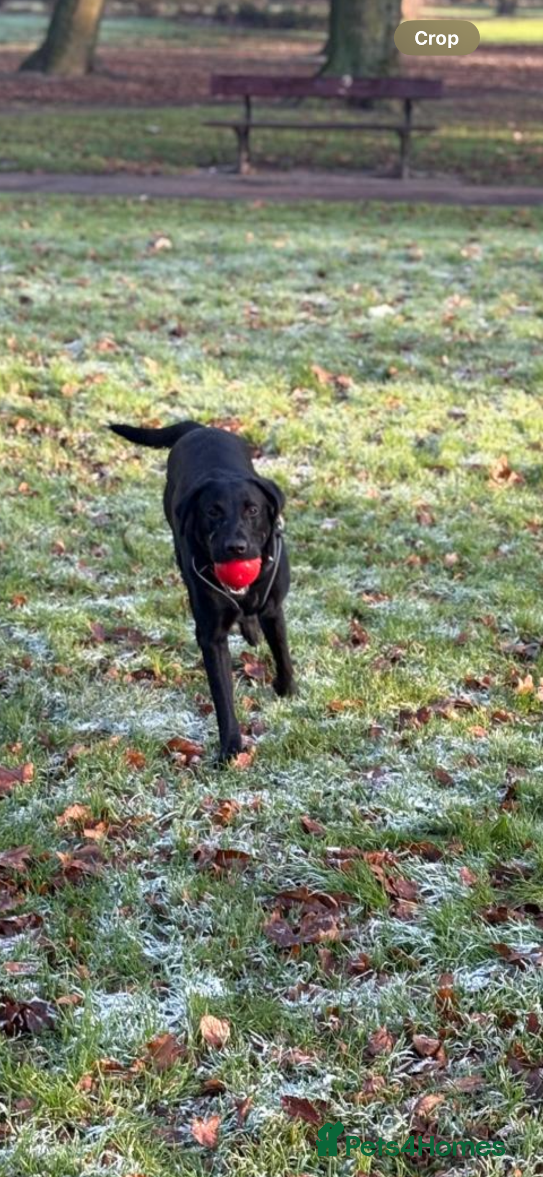 Labrador Retriever dogs for sale: Male Labrador  - Image 5