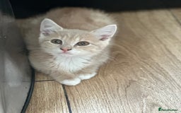 Mixed Breed cats for sale: Gorg loving kitties 4 the best homes only  - Image 13