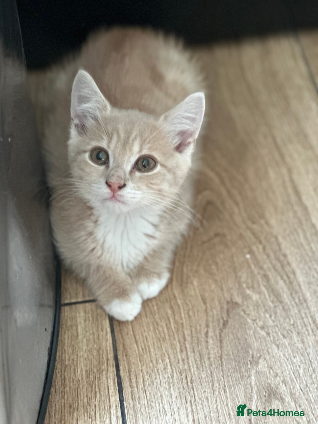 Mixed Breed cats for sale: Gorg loving kitties 4 the best homes only  - Image 13