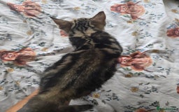 British Shorthair cats for sale: KITTENS LOOKING FOR HOMES - Image 10