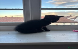 British Longhair cats for sale: 1 x British Long Hair & 2 x British Short Hair - Image 21