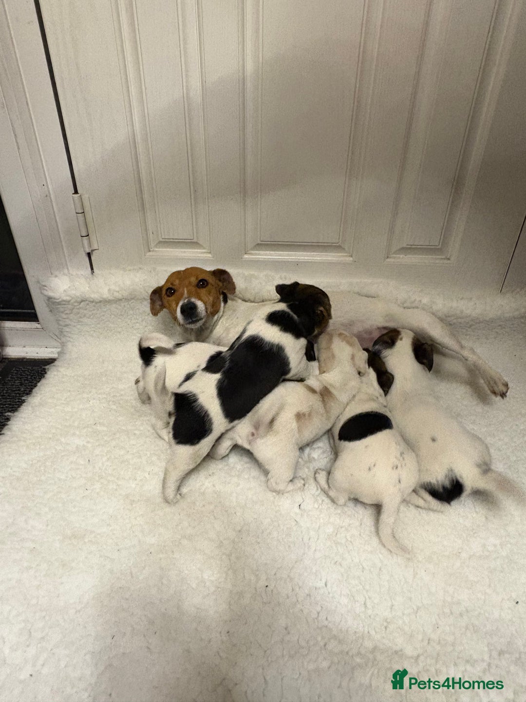 Jack Russell dogs for sale: Beautiful Jack Russell puppies - Advert 6